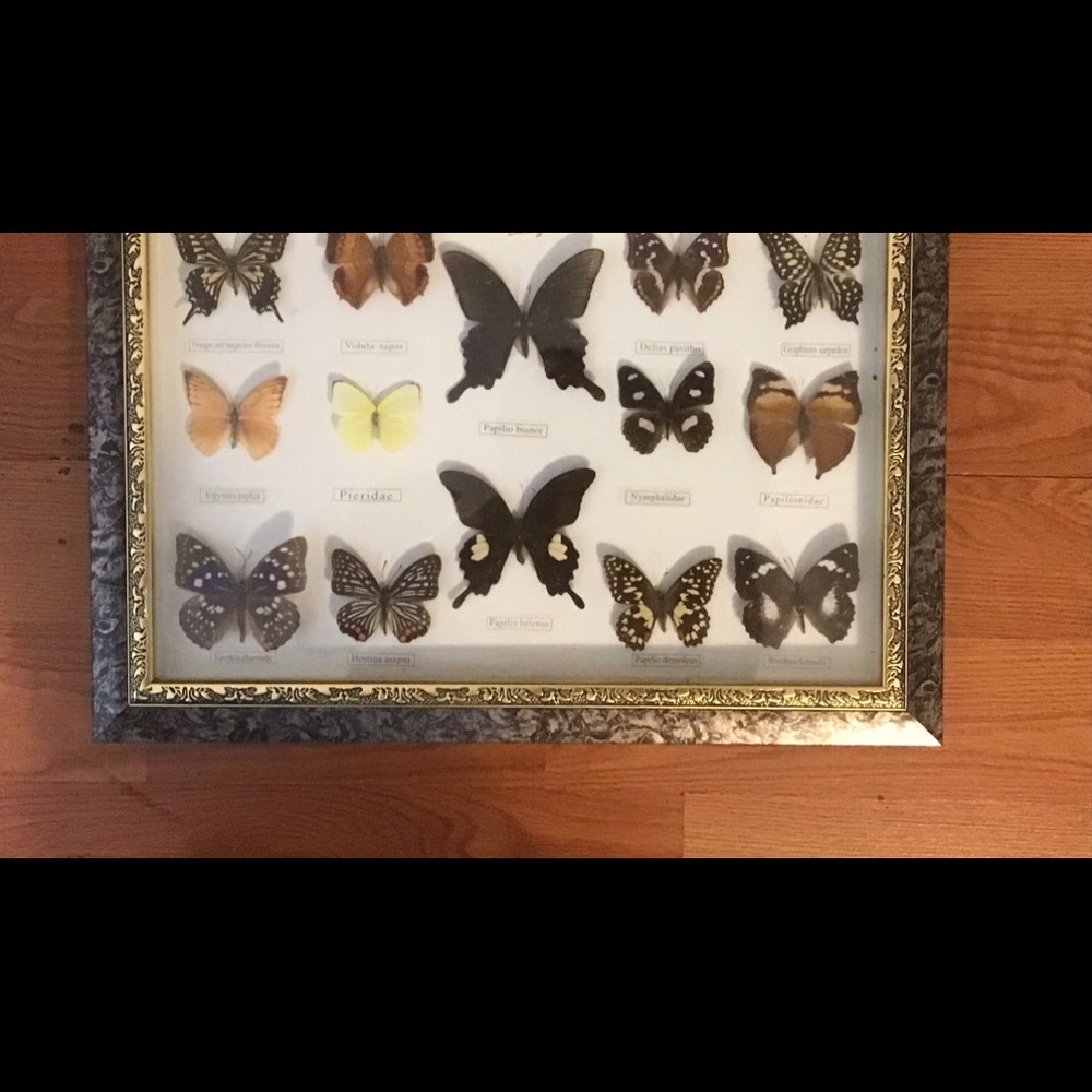Belize Set of 14 Framed Butterflies - Picture 2 of 4
